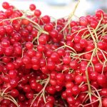 Tepelerden toplanıyor; “Gençlik iksiri” diye içiliyor! Öyle kıymetli ki…