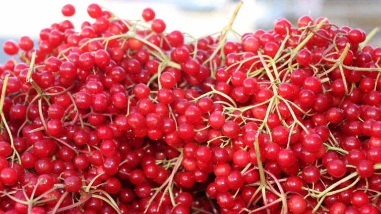 Tepelerden toplanıyor; “Gençlik iksiri” diye içiliyor! Öyle kıymetli ki…