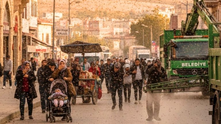 Türkiye’de Sinek İstilası Var! Havadan Kar Değil ‘Bit’ Yağıyor:
