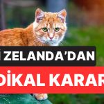 Yeni Zelanda’dan Radikal Karar: Vahşi Kediler 2050’ye Kadar Tamamen Yok Edilecek