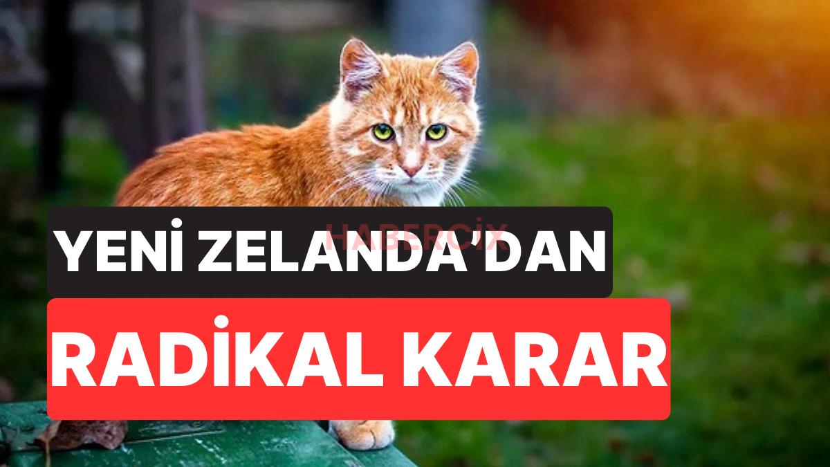 Yeni Zelanda’dan Radikal Karar: Vahşi Kediler 2050’ye Kadar Tamamen Yok Edilecek