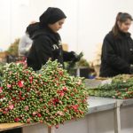 Yılbaşında Avrupa ülkelerine 12 milyon dolarlık yılbaşı çiçeği ihracatı