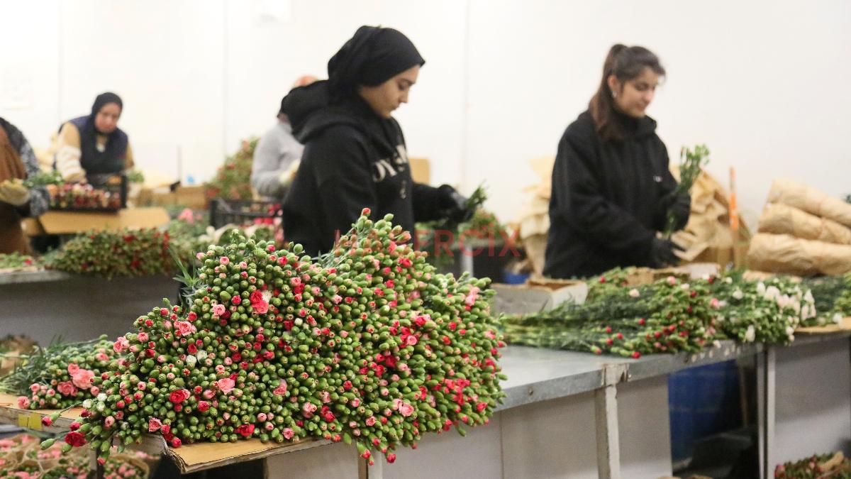 Yılbaşında Avrupa ülkelerine 12 milyon dolarlık yılbaşı çiçeği ihracatı