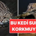 Yüzüyor, Avlanıyor, Yaşıyor! Sudan Korkmayan Balıkçı Kedi ile Tanışın