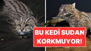 Yüzüyor, Avlanıyor, Yaşıyor! Sudan Korkmayan Balıkçı Kedi ile Tanışın