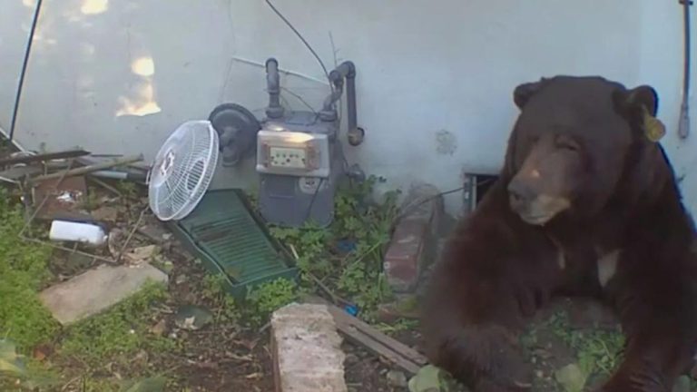 ABD’de evin altından 200 kiloluk ayı çıktı