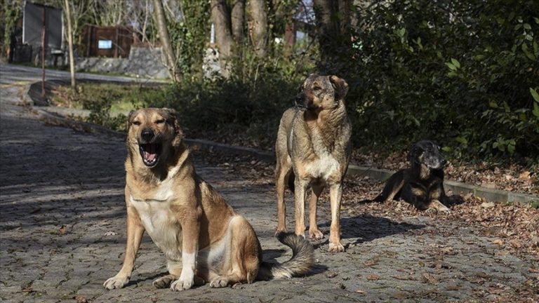 AYM, CHP’nin sokak köpeklerine yönelik maddeyi iptal başvurusunu reddetti