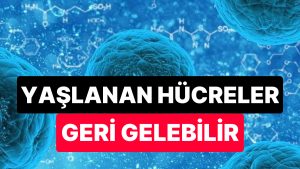 Bilimsel Araştırmalar Yaşlanan Hücrelerin Doğal Yolla Tekrar Gençleştirilebileceğini Ortaya Koydu