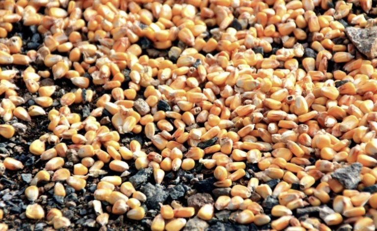 BM’den su ve gıda israfıyla mücadelede iş birliği çağrısı