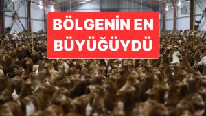 Çoğu Markete Ürün Tedarik Ediyordu: Tavukçuluk Sektörünün Bilinen Firmasından Konkordato Talebi