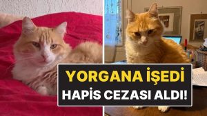Dünyanın İlk Mahpus Kedisi! Komşunun Yorganına İşedi Hapis Cezası Aldı
