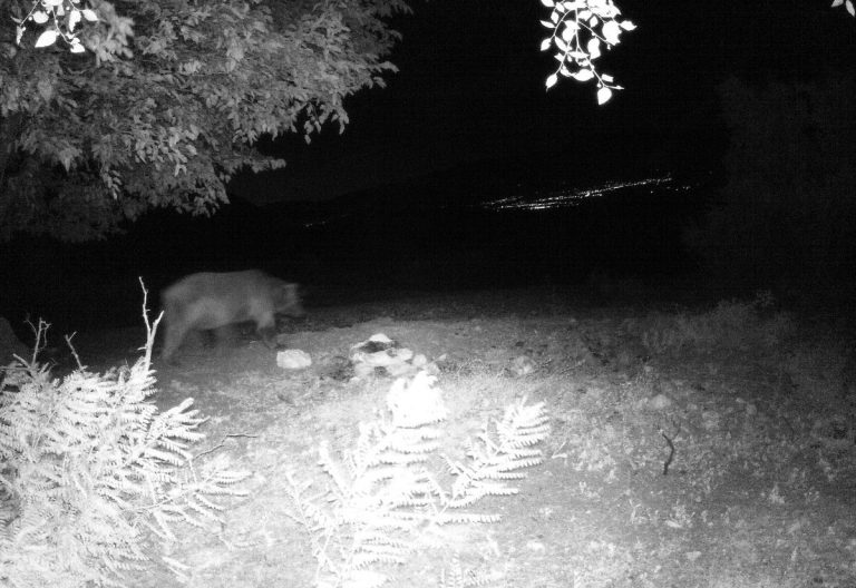 Erzincan’da ayılar kış uykusuna hasret kaldı