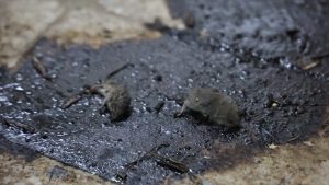 Kilis’te besin kontrolünde mide bulandıran anlar: Kesilen ceza gündem oldu